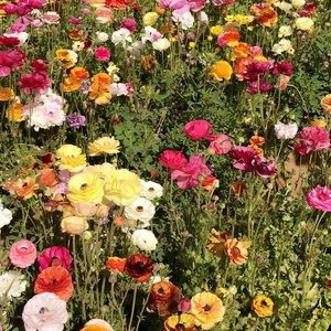 Meet your Posher, Paige